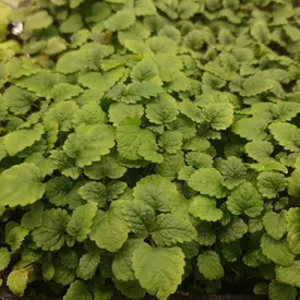 Микрозелень мелисы XXL